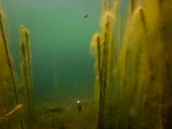 Fox Edges Zig Float Kit -Sportvisserserdenhaag Winkel g0020152